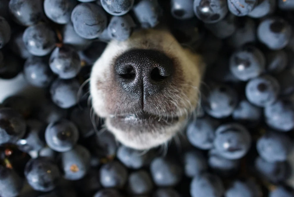 Blueberry & Peanut Butter